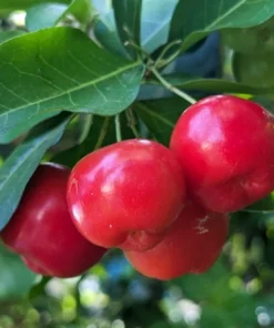 Barbados Cherry Plant 4-8" Tall: Tropical Fruit Tree - Acerola Variety