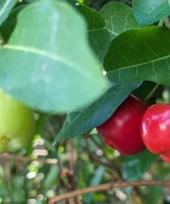 Barbados Cherry Plant 4-8