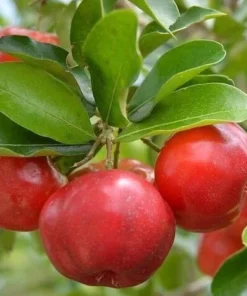 Barbados Cherry Plant 4-8