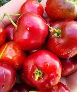 Barbados Cherry Plant 4-8