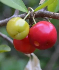 Barbados Cherry Plant 4-8