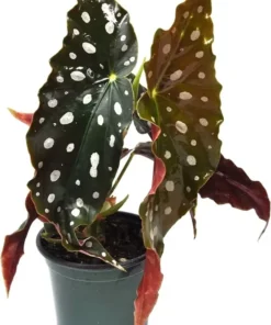 Begonia Polka Dot Angel Wing Plant - 3in Pot - Cut Back for Growth