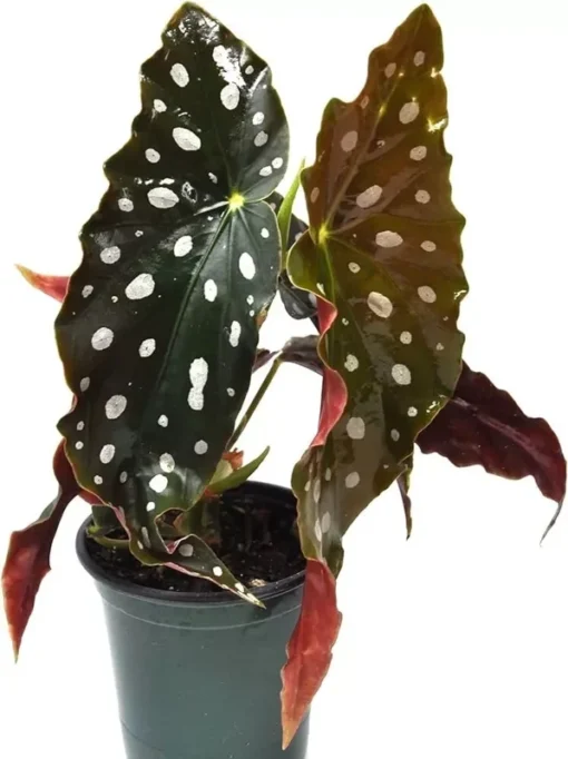 Begonia Polka Dot Angel Wing Plant - 3in Pot - Cut Back for Growth