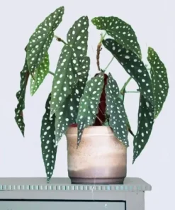Begonia Polka Dot Angel Wing Plant - 3in Pot - Cut Back for Growth