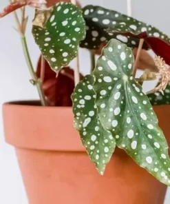 Begonia Polka Dot Angel Wing Plant - 3in Pot - Cut Back for Growth