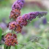 Bicolor Butterfly Bush Live Plant 3-6" Tall in 2.5 Inch Pot - Bicolor Buddleia Plant