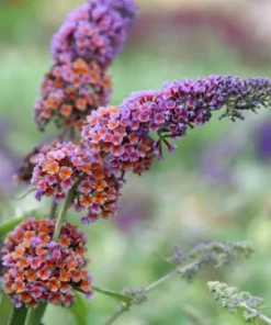 Bicolor Butterfly Bush Live Plant 3-6" Tall in 2.5 Inch Pot - Bicolor Buddleia Plant