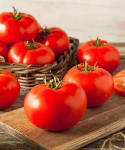 Big Beef Tomato Plants - Set of 2 Live Plants 4-8