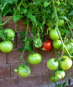 Big Beef Tomato Plants - Set of 2 Live Plants 4-8