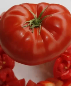 Big Beef Tomato Plants - Set of 2 Live Plants 4-8