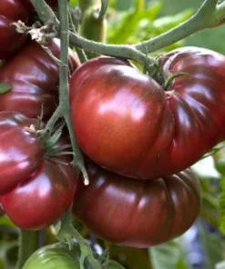 Black Krim Tomato Plants - Set of 2 Live Plants 4-8