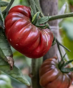 Black Krim Tomato Plants - Set of 2 Live Plants 4-8