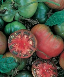 Black Krim Tomato Plants - Set of 2 Live Plants 4-8