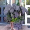 Black Ruffle Colocasia Plant 3in Pot Ornamental