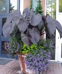 Black Ruffle Colocasia Plant 3in Pot Ornamental