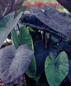 Black Ruffle Colocasia Plant 3in Pot Ornamental