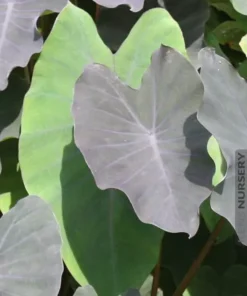 Black Ruffle Colocasia Plant 3in Pot Ornamental