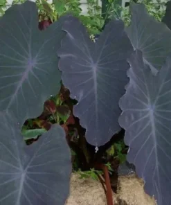 Black Ruffle Colocasia Plant 3in Pot Ornamental