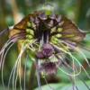 Black Tacca Plant Live 4 in Tall Indoor/Outdoor Exotic Bat Flower