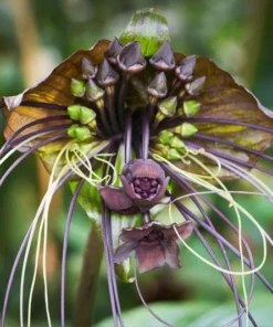 Black Tacca Plant Live 4 in Tall Indoor/Outdoor Exotic Bat Flower