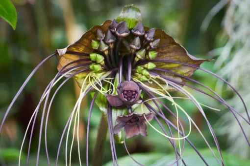 Black Tacca Plant Live 4 in Tall Indoor/Outdoor Exotic Bat Flower