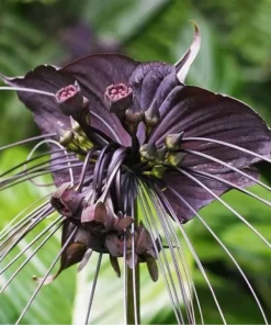 Black Tacca Plant Live 4 in Tall Indoor/Outdoor Exotic Bat Flower