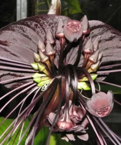 Black Tacca Plant Live 4 in Tall Indoor/Outdoor Exotic Bat Flower