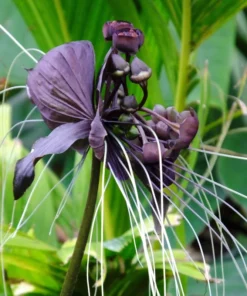 Black Tacca Plant Live 4 in Tall Indoor/Outdoor Exotic Bat Flower