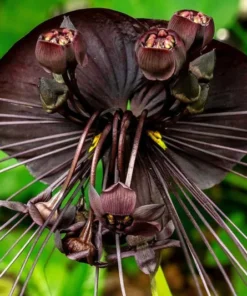 Black Tacca Plant Live 4 in Tall Indoor/Outdoor Exotic Bat Flower