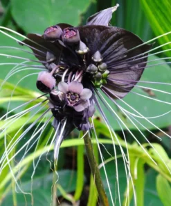 Black Tacca Plant Live 4 in Tall Indoor/Outdoor Exotic Bat Flower