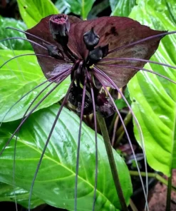 Black Tacca Plant Live 4 in Tall Indoor/Outdoor Exotic Bat Flower