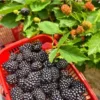 Blackberry Plants Set 2 - 4-6in Tall Healthy Fruit Bush
