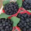 Blackberry Plants Set 2 - 4-6in Tall Healthy Fruit Bush