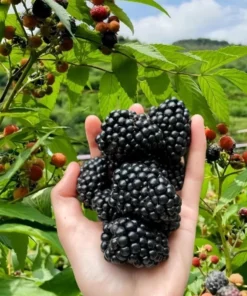 Blackberry Plants Set 2 - 4-6in Tall Healthy Fruit Bush