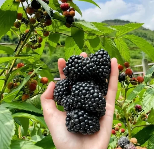 Blackberry Plants Set 2 - 4-6in Tall Healthy Fruit Bush