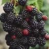 Blackberry Plants Set 2 - 4-6in Tall Healthy Fruit Bush