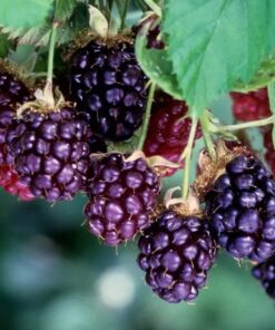 Boysenberry Plant Starter – Thornless Variety, High Yield, Ships No Pot