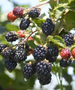Boysenberry Plant Starter - Thornless Variety, High Yield, Ships No Pot