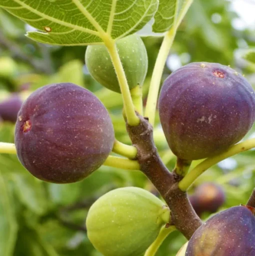Brown Turkey Fig Tree - 12-14in Half Gallon Pot