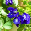 Butterfly Pea Blue Plant 4in Pot – Climbing Vine – Garden Ready
