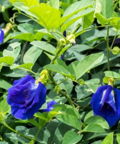 Butterfly Pea Blue Plant 4in Pot – Climbing Vine – Garden Ready