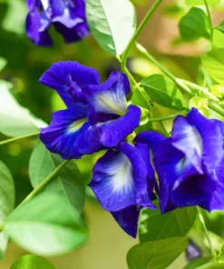 Butterfly Pea Blue Plant 4in Pot – Climbing Vine – Garden Ready