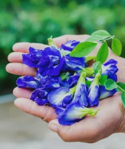 Butterfly Pea Blue Plant 4in Pot – Climbing Vine – Garden Ready