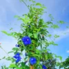 Butterfly Pea Blue Plant Half Gallon Pot Vine Climbing Flower