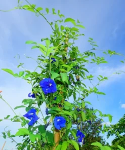 Butterfly Pea Blue Plant Half Gallon Pot Vine Climbing Flower