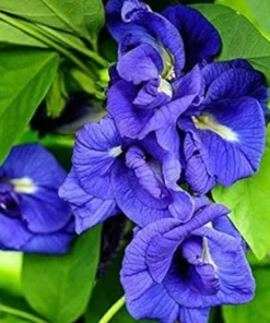 Butterfly Pea Blue Plant Half Gallon Pot Vine Climbing Flower