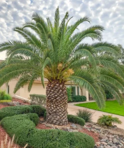 Canary Island Date Palm – 8-10in Half Gallon – Tropical Palm Tree