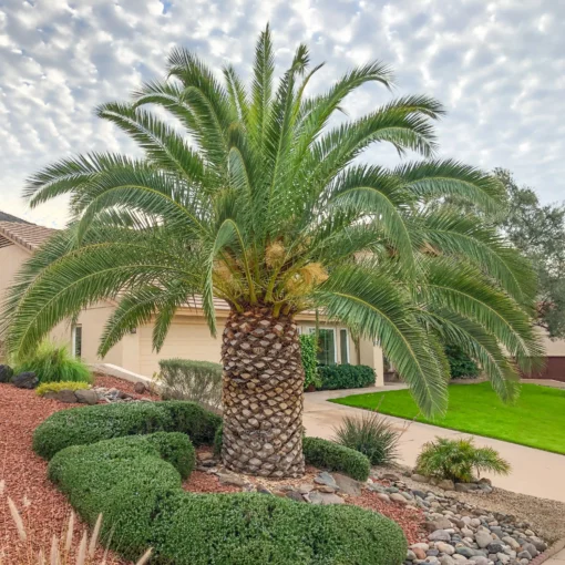 Canary Island Date Palm – 8-10in Half Gallon – Tropical Palm Tree