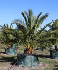 Canary Island Date Palm – 8-10in Half Gallon – Tropical Palm Tree