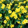 Carolina Jasmine Plant 3-4in Pot Fragrant Vine Garden Decor